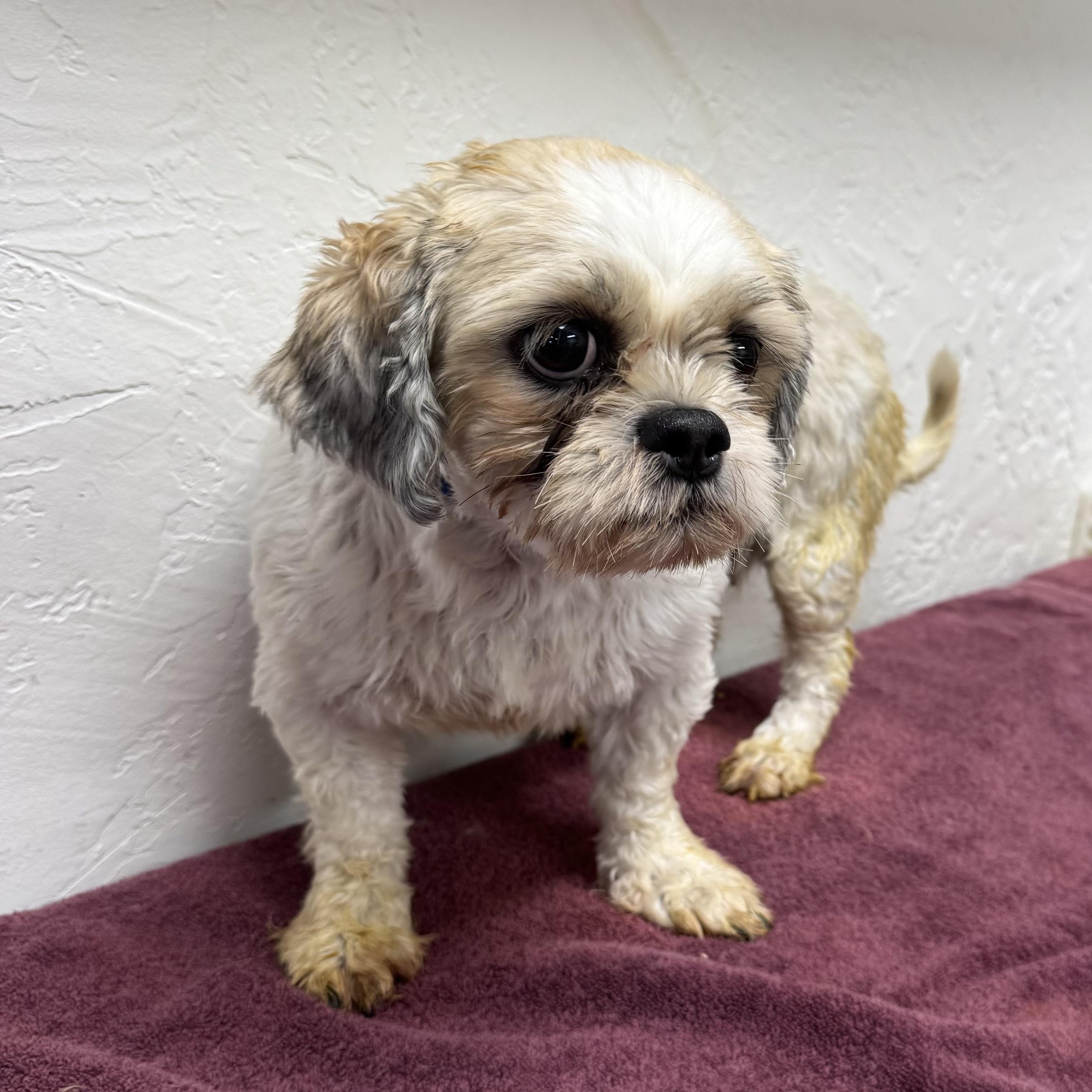 Britannia-Foster Home Needed