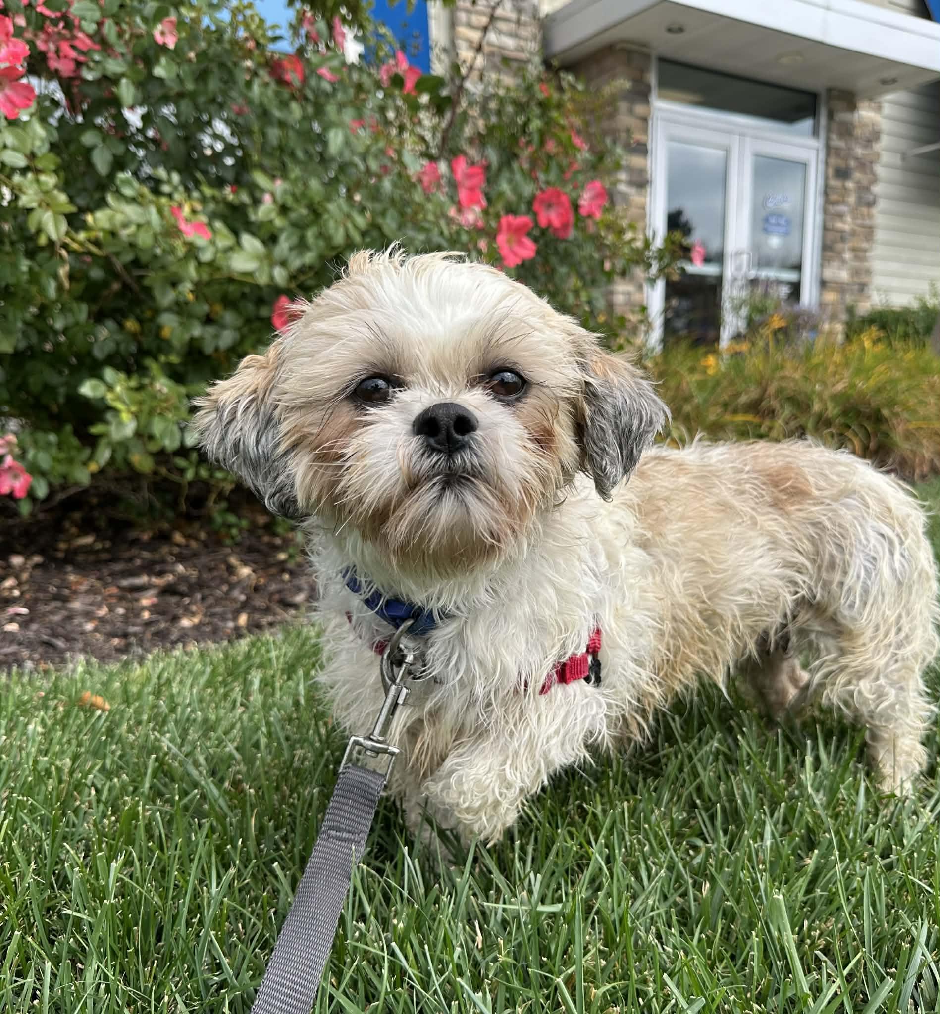 Britannia, Adoptable, Adult Female Shih Tzu.