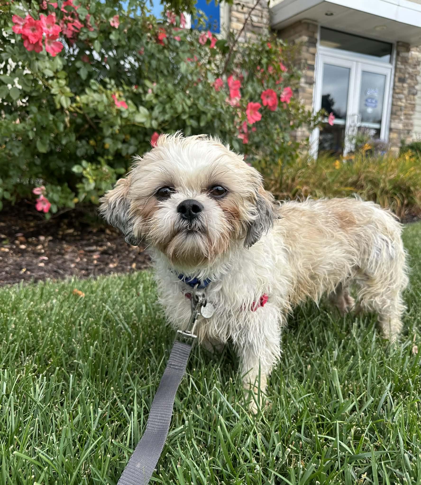 Britannia, a Adoptable Shih Tzu in Hartland, WI image 2/5
