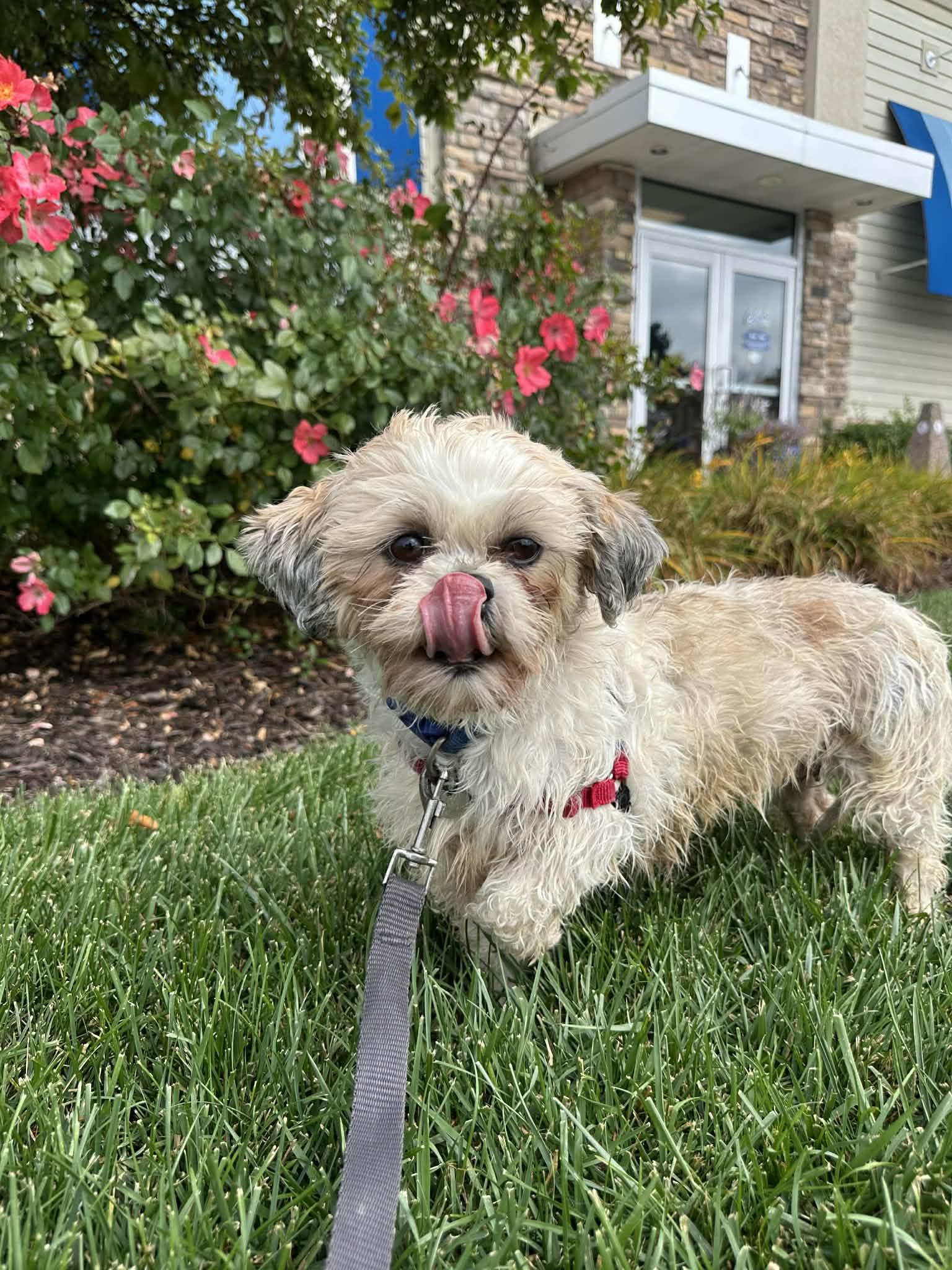 Britannia, a Adoptable Shih Tzu in Hartland, WI image 3/5