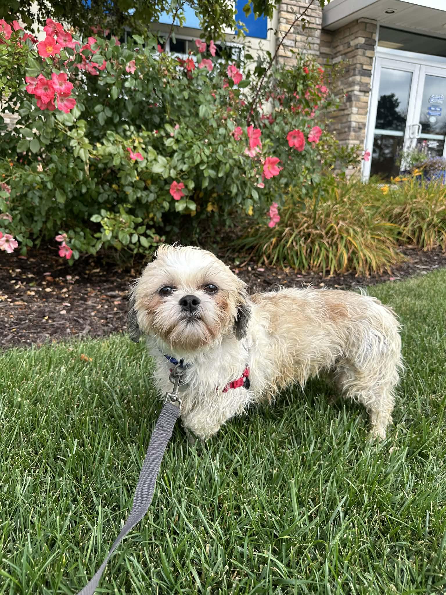 Britannia, a Adoptable Shih Tzu in Hartland, WI image 4/5