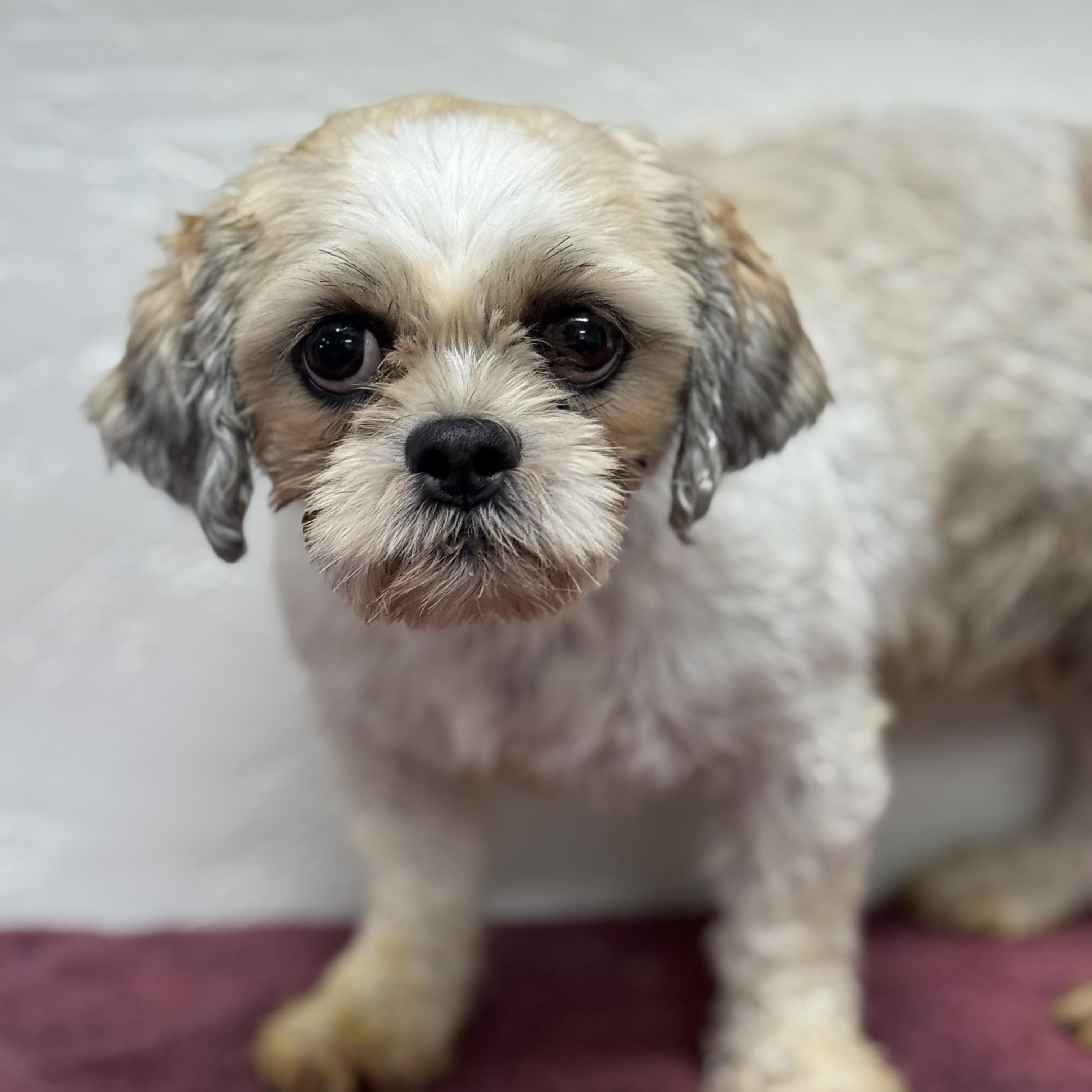 Britannia-Foster Home Needed
