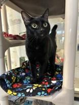 Stormie, ADOPTABLE, Adult Female Domestic Short Hair.