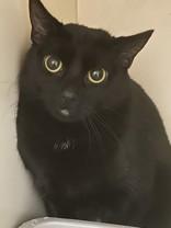 Enlarge Stormie, a ADOPTABLE Domestic Short Hair in Hamilton, MT image 2/4