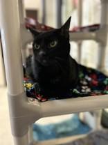 Enlarge Stormie, a ADOPTABLE Domestic Short Hair in Hamilton, MT image 3/4