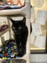 Enlarge Stormie, a ADOPTABLE Domestic Short Hair in Hamilton, MT image 4/4