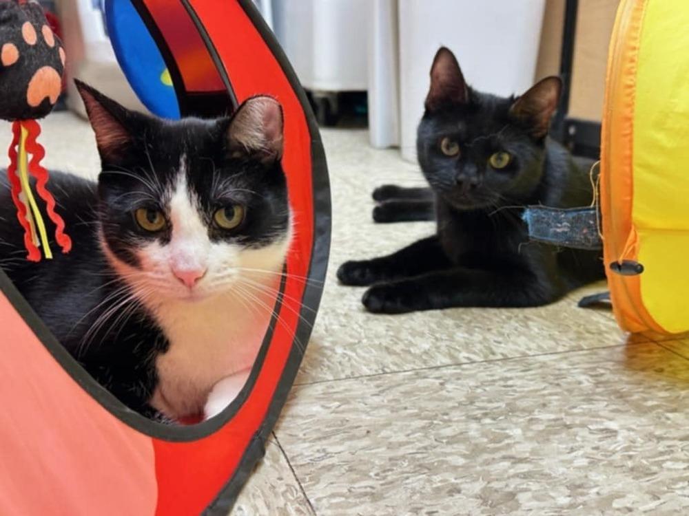 Mini, Adoptable, Young Female Domestic Short Hair.