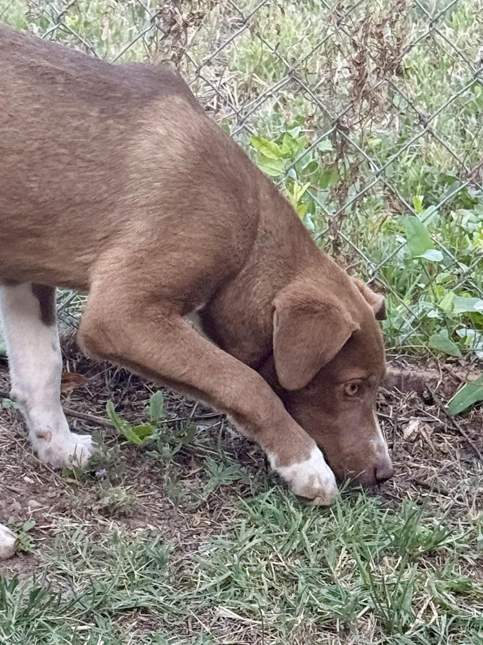 Delilah , a Adoptable mixed breed in San Antonio, TX image 4/6