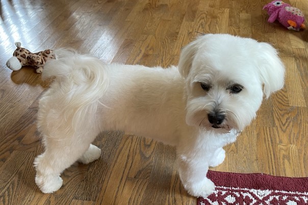 Enlarge Logan, a Adopted Havanese in Blaine, WA image 1/4