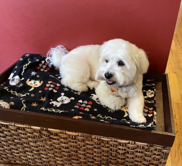 Enlarge Logan, a Adopted Havanese in Blaine, WA image 2/4