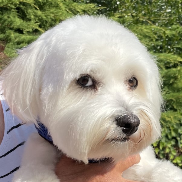 Enlarge Logan, a Adopted Havanese in Blaine, WA image 3/4