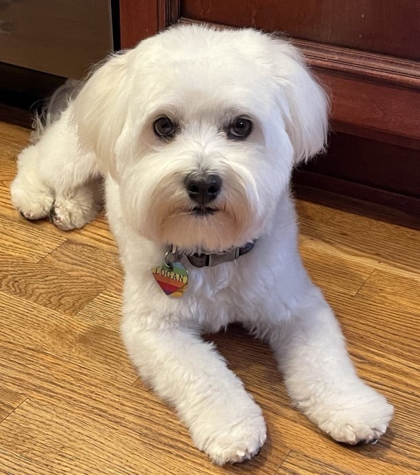 Enlarge Logan, a Adopted Havanese in Blaine, WA image 4/4