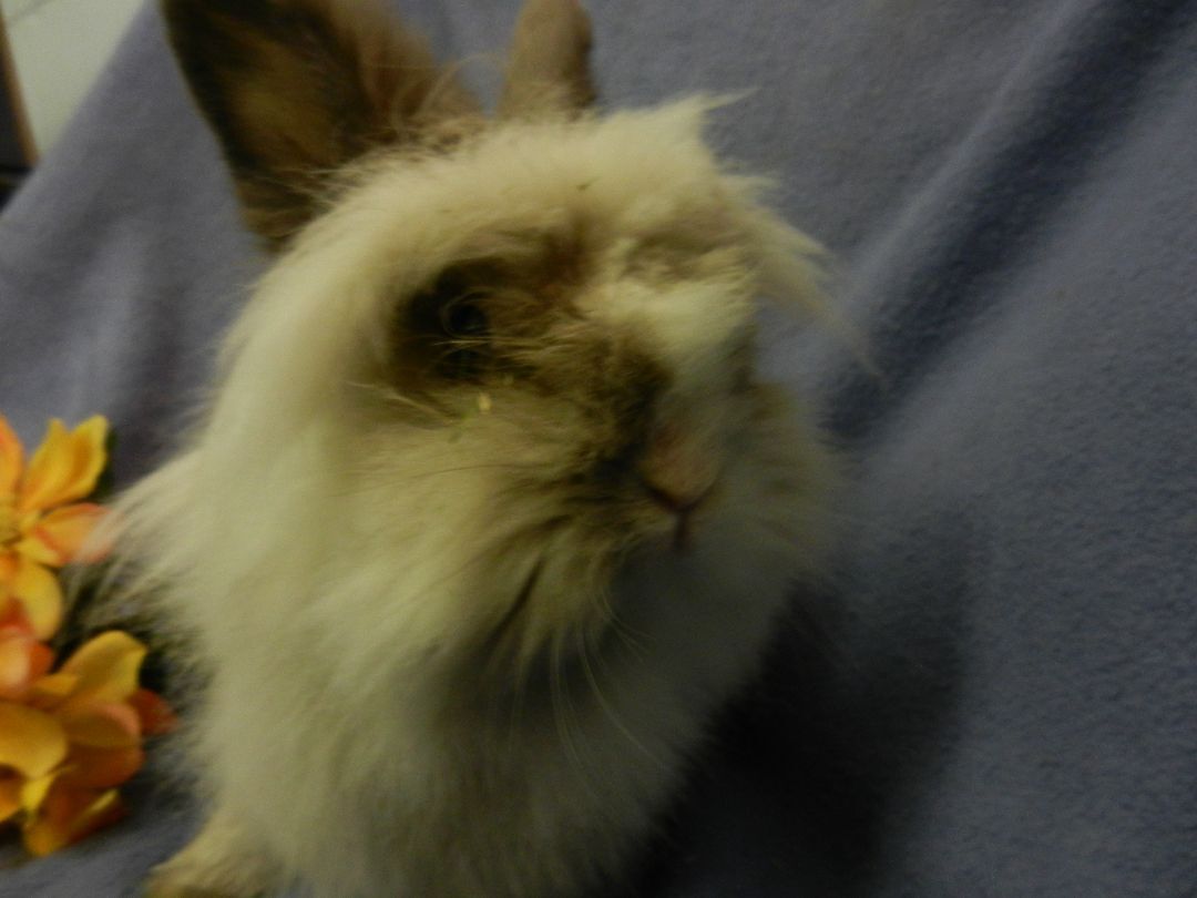 Ariss, Adoptable, Adult Female Lionhead.