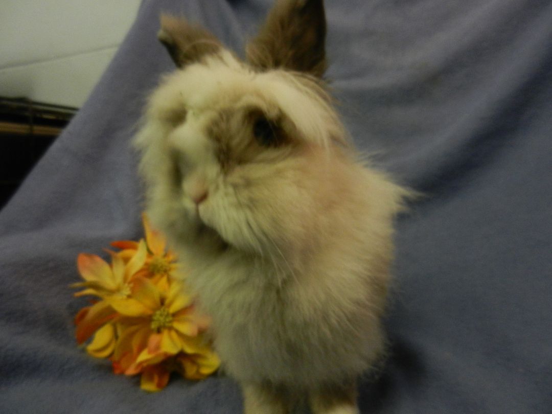 Rabbit for adoption - Ariss, a Lionhead in Plymouth, MI | Petfinder