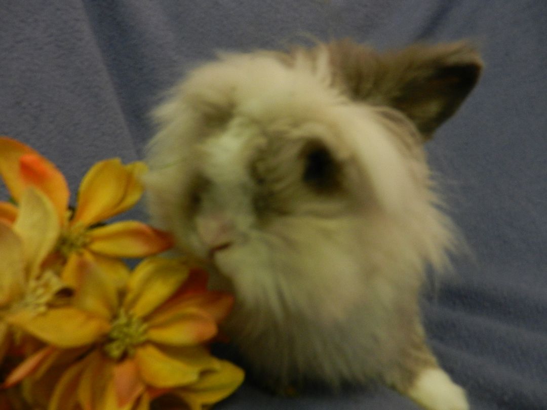 Ariss, a Adoptable Lionhead in Plymouth, MI image 3/6