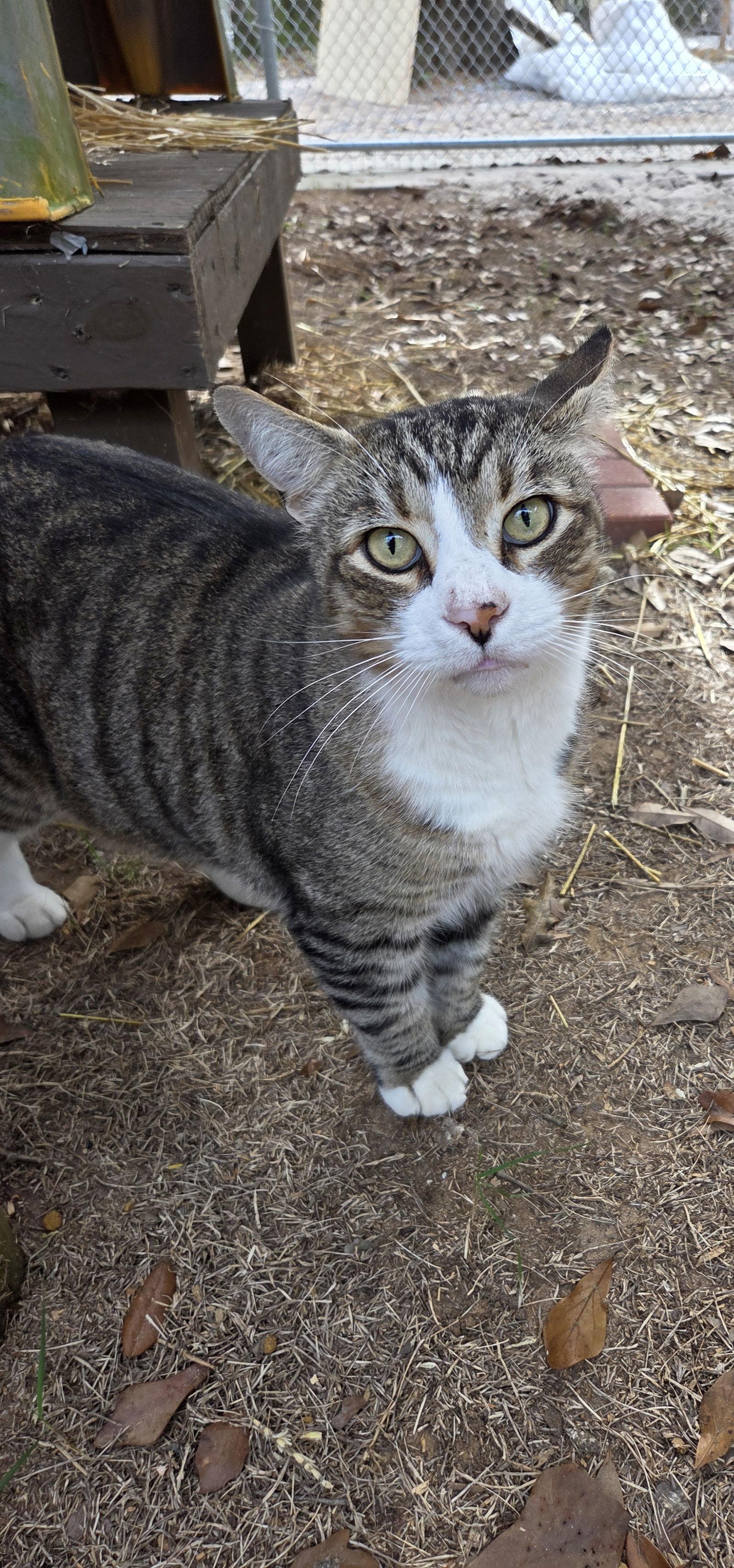 Enlarge Boots, a Adoptable mixed breed in Magnolia Springs, AL image 1/2