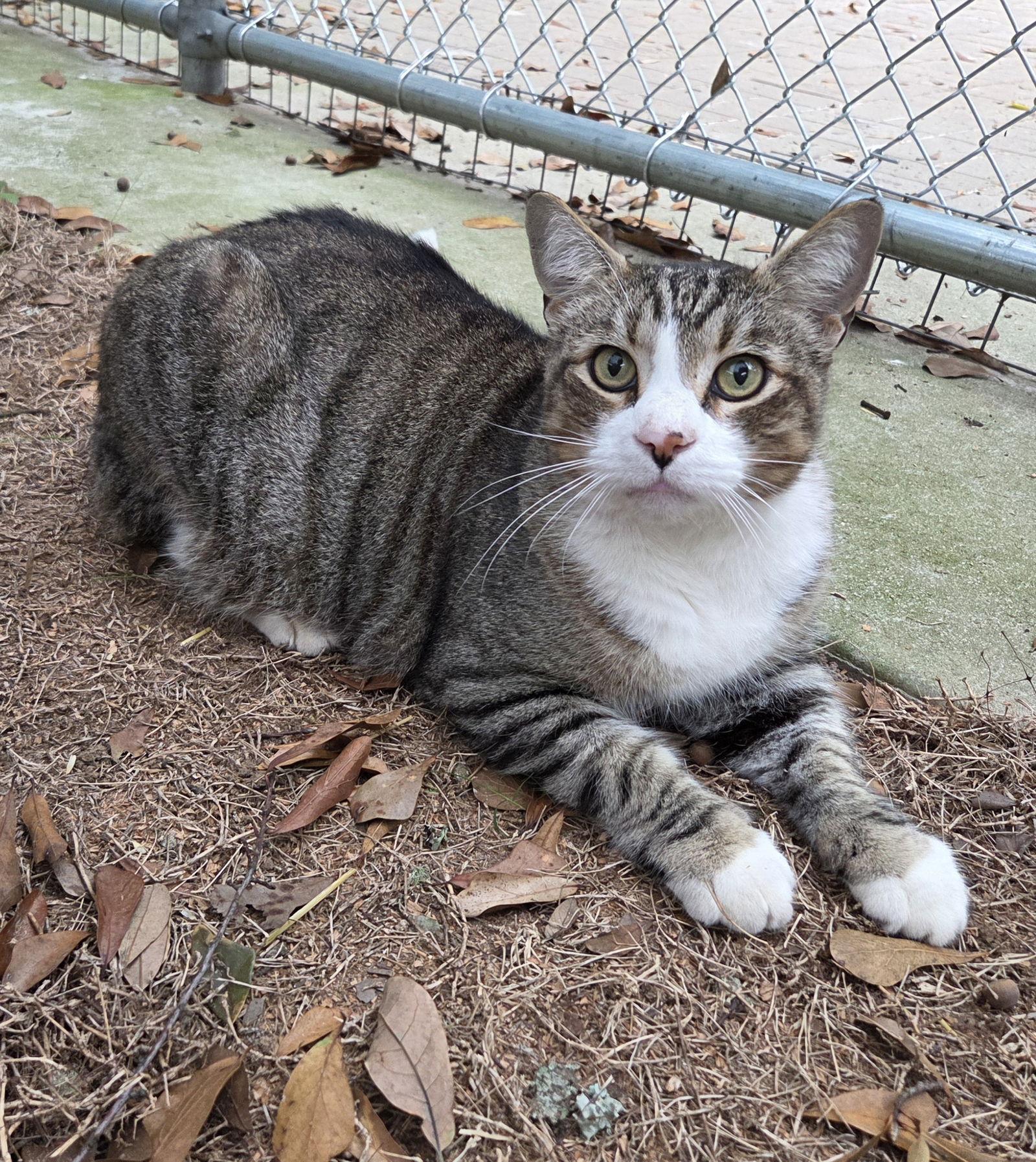 Enlarge Boots, a Adoptable mixed breed in Magnolia Springs, AL image 2/2