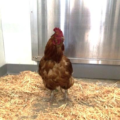 XANDER, Adoptable, Adult Male Chicken.