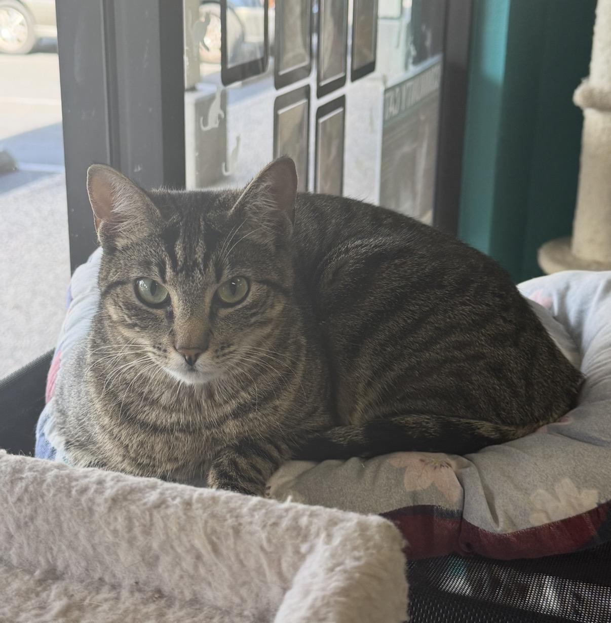 Tigerella, an adoptable Domestic Short Hair in Chico, CA image 1/2