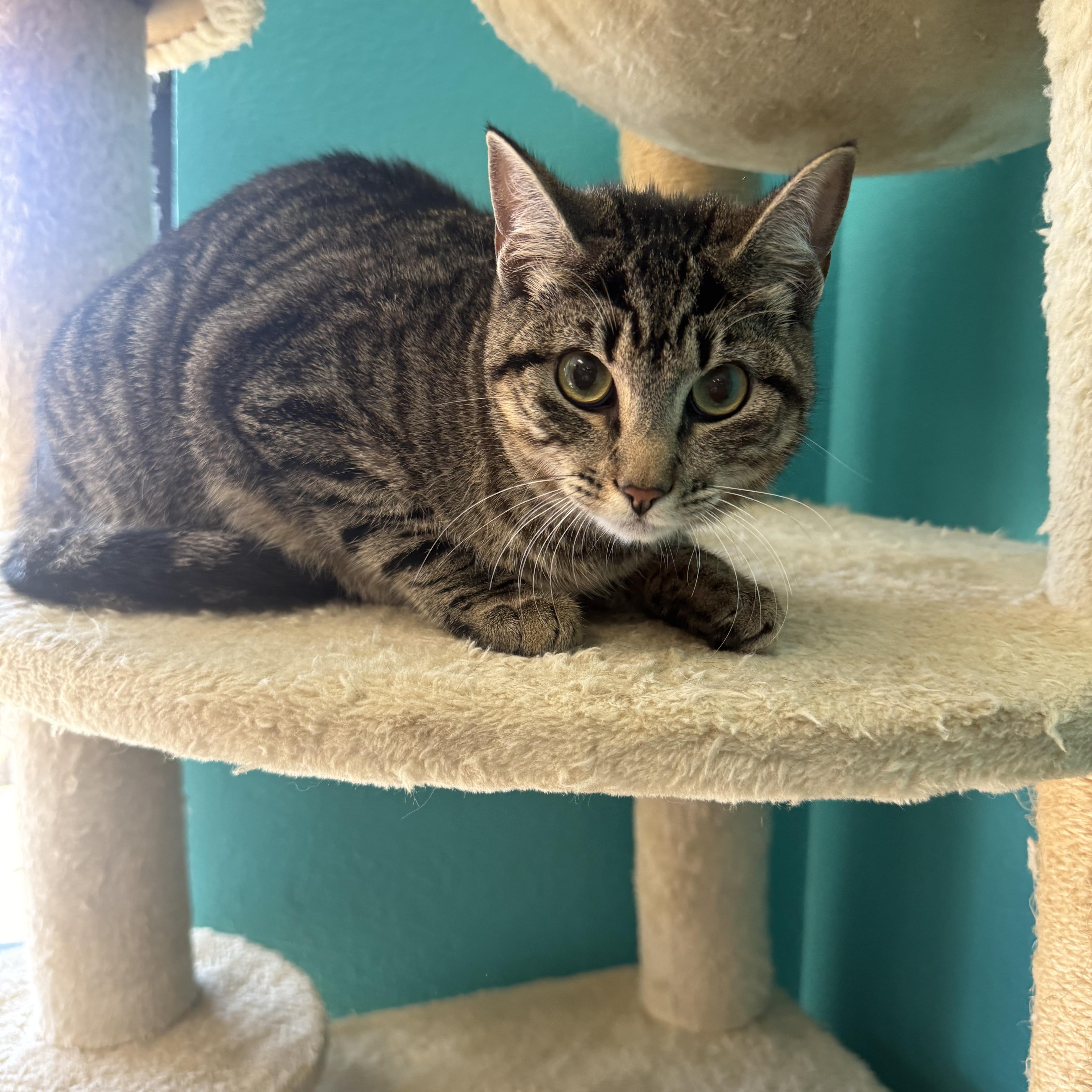 Enlarge Tigerella, a Adoptable Domestic Short Hair in Chico, CA image 1/1
