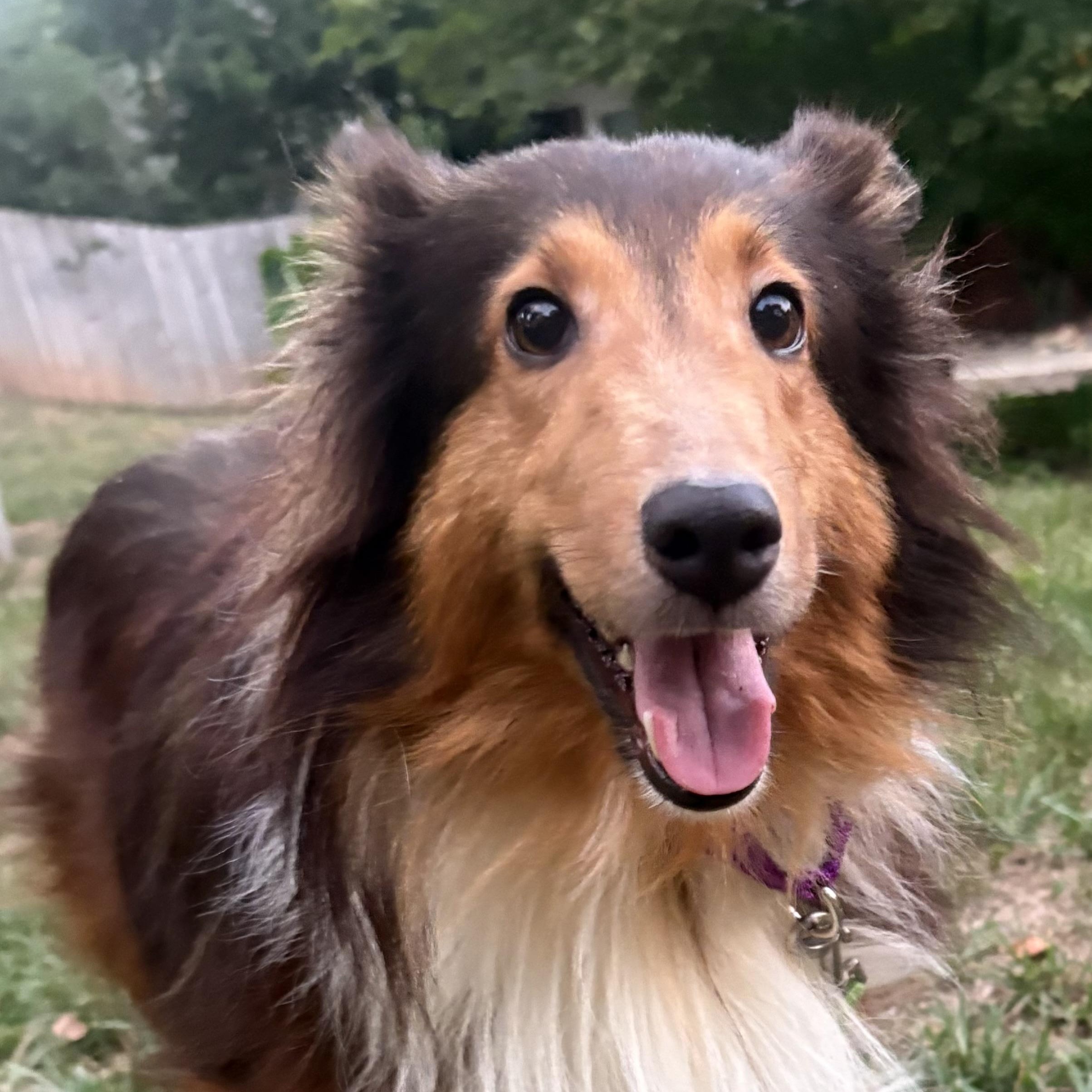 Enlarge Bacardi, a Adoptable Shetland Sheepdog / Sheltie in Charlotte, NC image 3/4