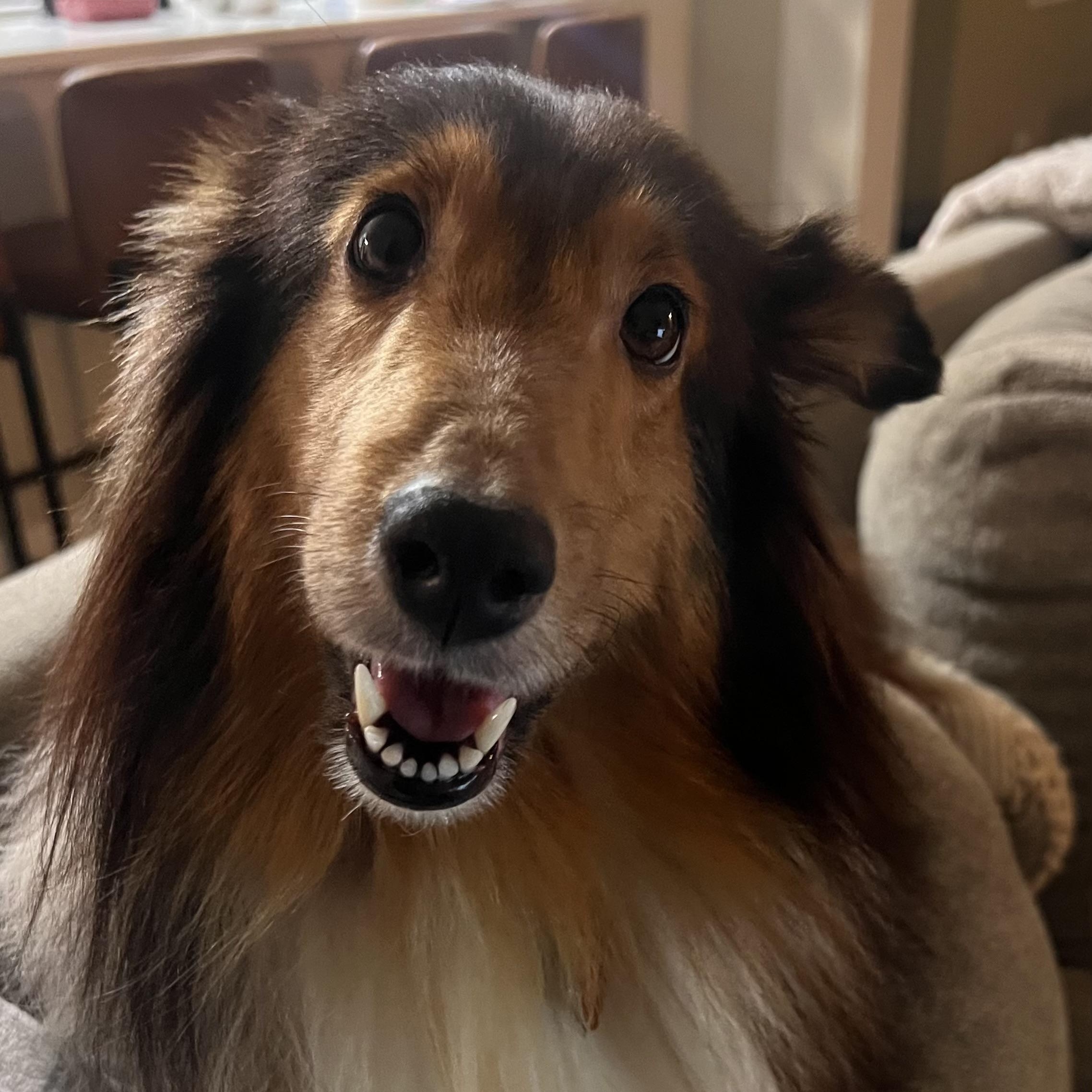 Bacardi, Adoptable, Adult Female Shetland Sheepdog / Sheltie.
