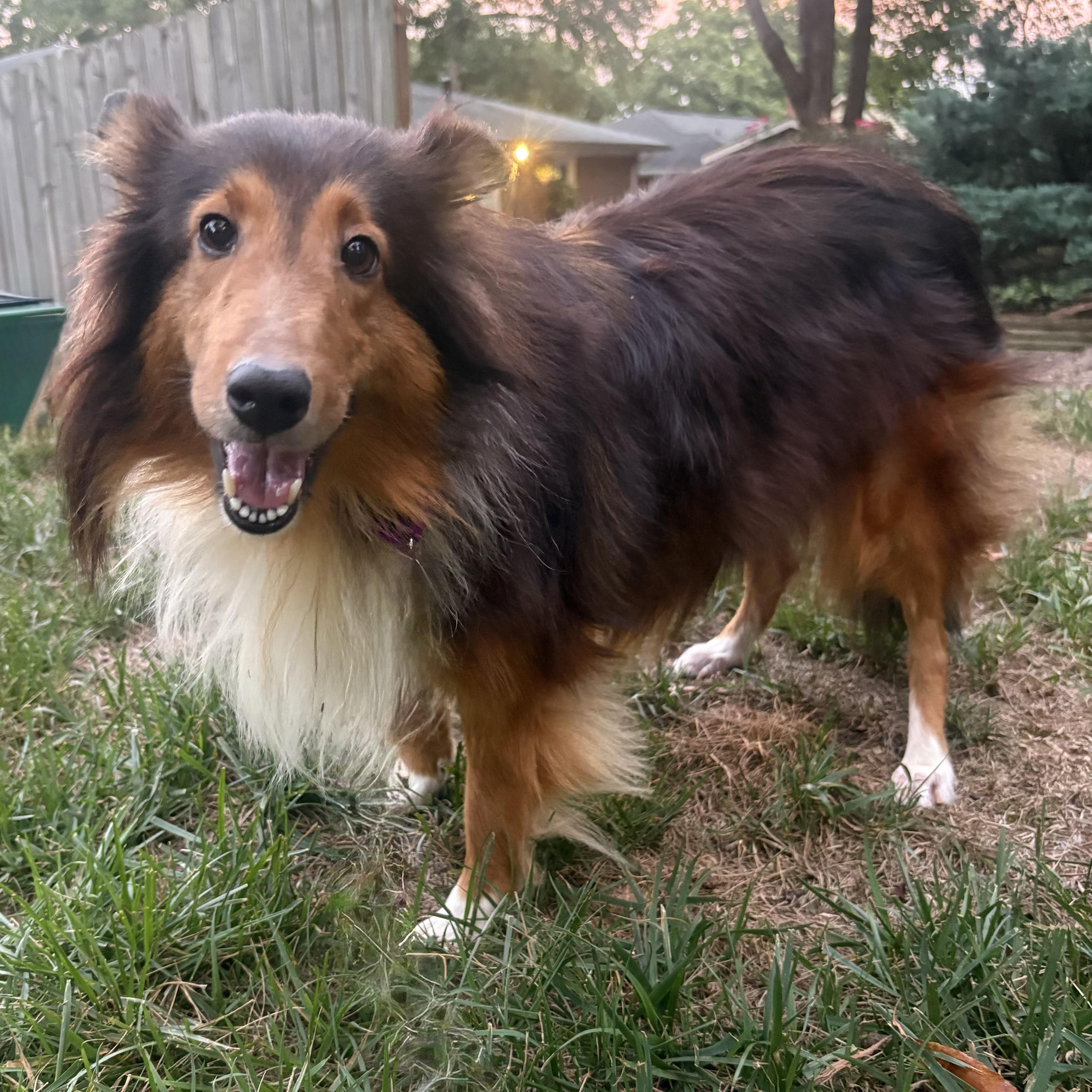 Enlarge Bacardi, a Adoptable Shetland Sheepdog / Sheltie in Charlotte, NC image 4/4