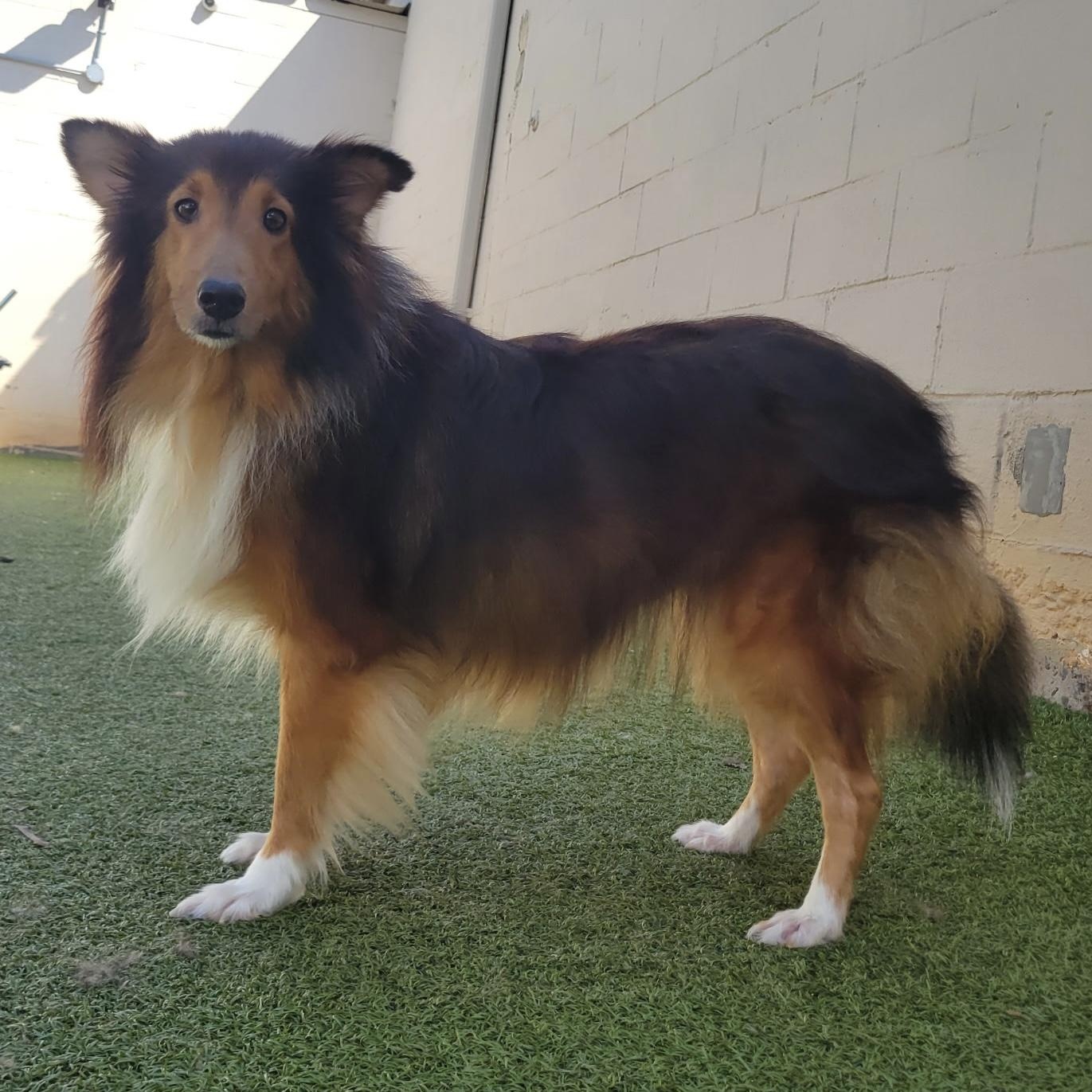 Enlarge Bacardi, a Adoptable Shetland Sheepdog / Sheltie in Charlotte, NC image 1/1