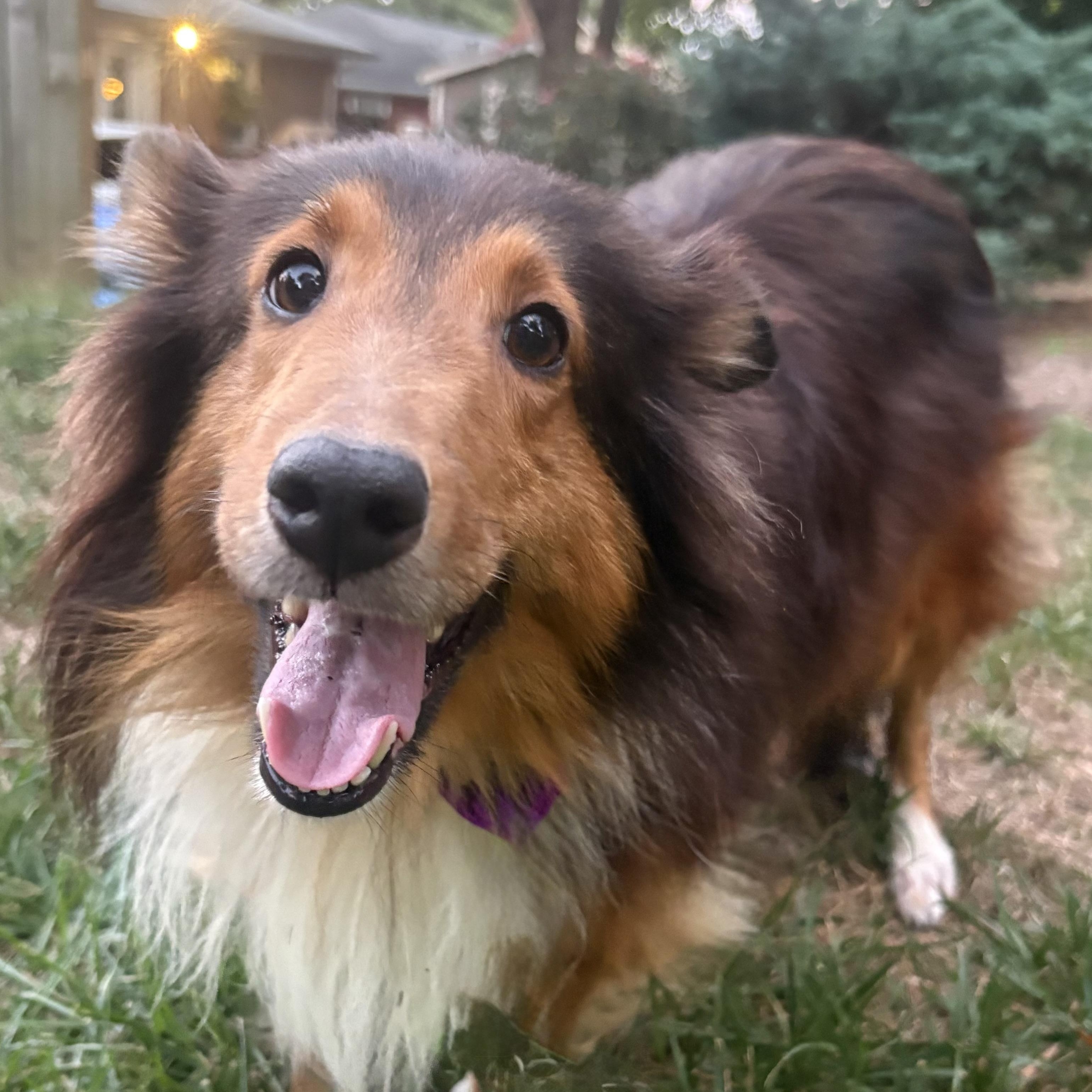 Enlarge Bacardi, a Adoptable Shetland Sheepdog / Sheltie in Charlotte, NC image 2/4