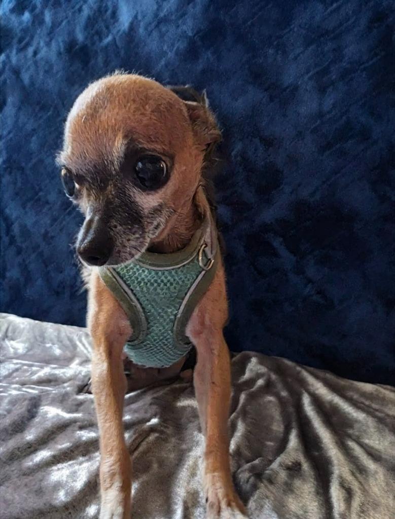 Enlarge Beiber, a Adoptable Chihuahua in Leonardtown, MD image 1/2