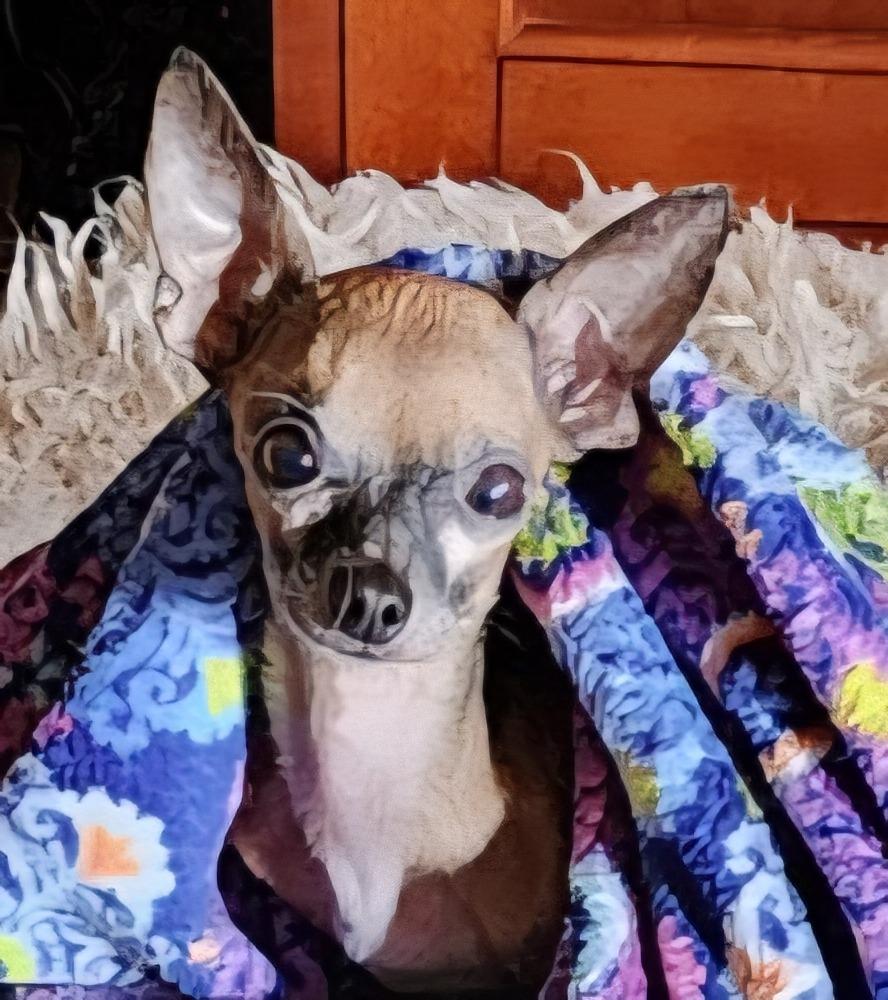 Beiber, a Adoptable Chihuahua in Leonardtown, MD image 1/2