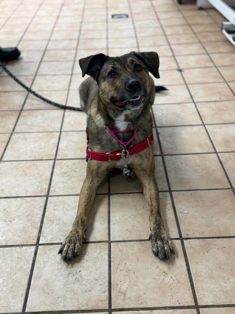 Enlarge Coco, a Adoptable mixed breed in Hyde Park, NY image 2/4