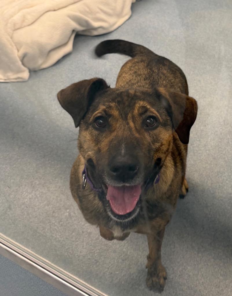 Enlarge Coco, a Adoptable mixed breed in Hyde Park, NY image 4/4