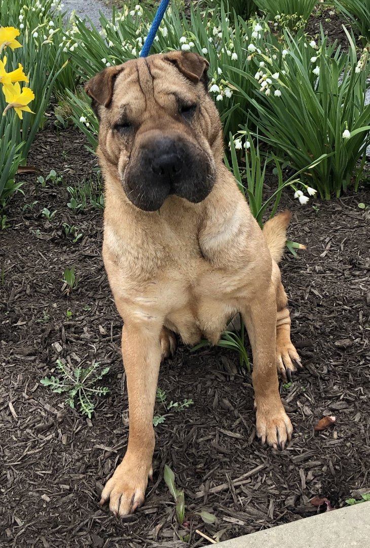 Smooch, Adoptable, Adult Female Shar-Pei.