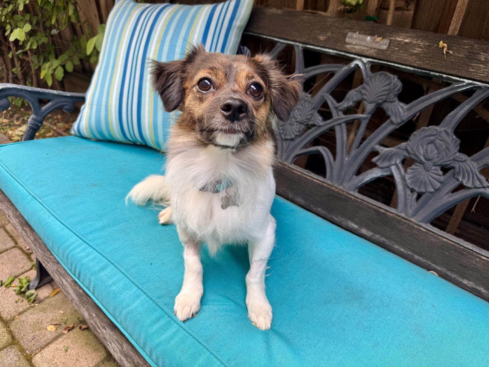 Max, Adoptable, Young Male Papillon & Terrier.