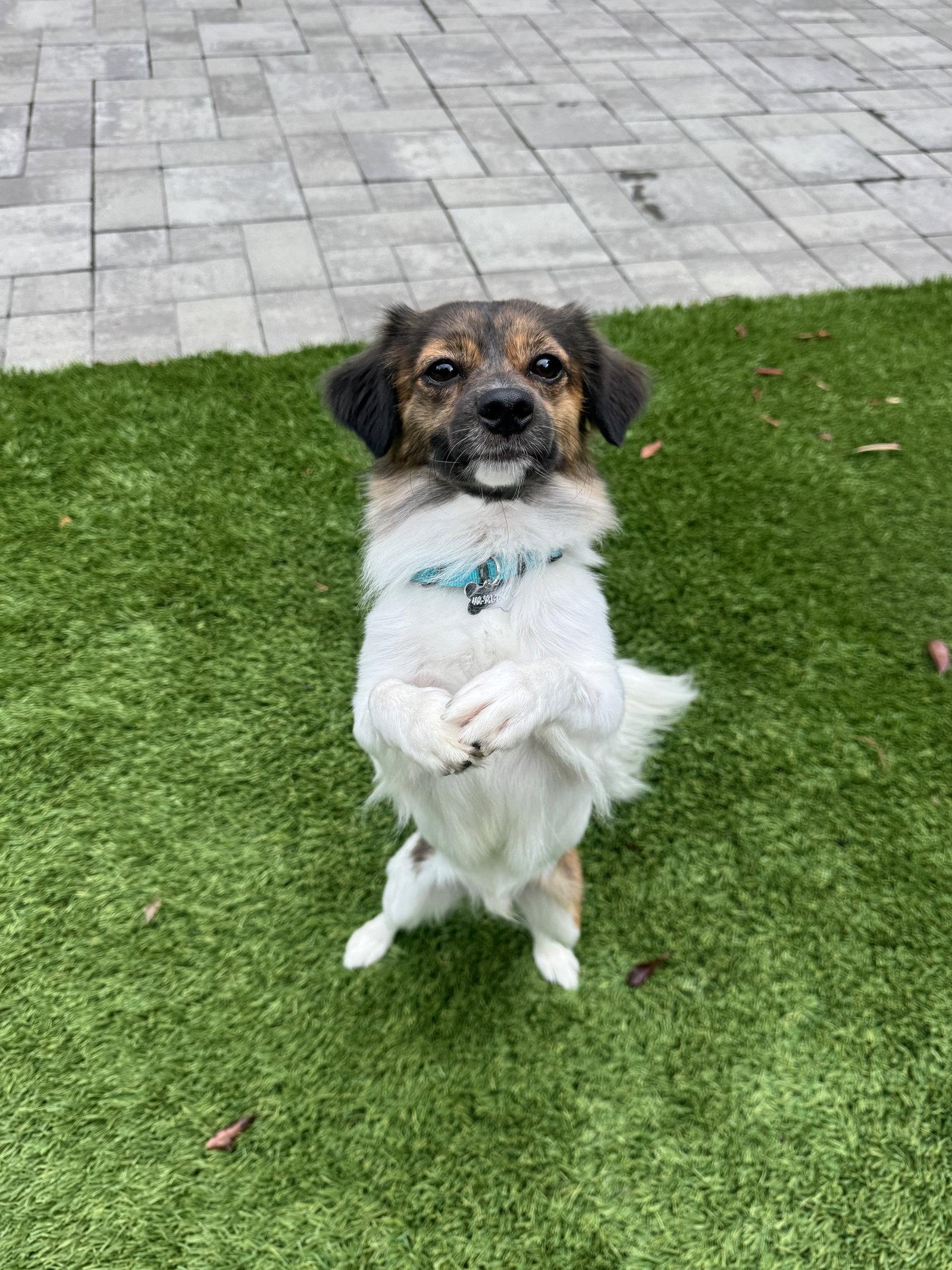 Enlarge Max, a Adoptable mixed breed in Santa Clara, CA image 2/3