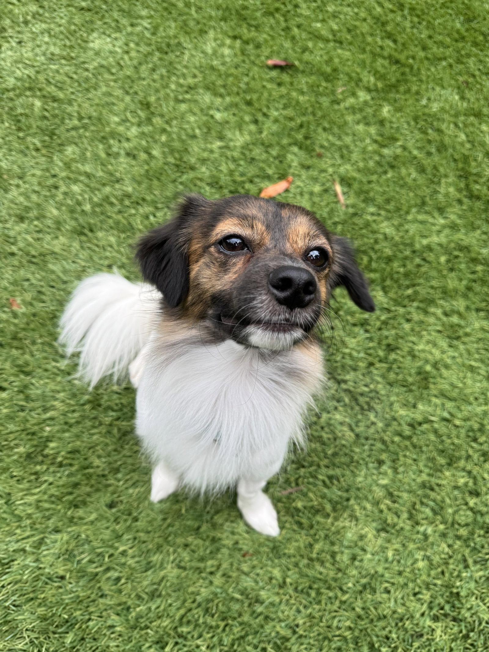 Enlarge Max, a Adoptable mixed breed in Santa Clara, CA image 3/3
