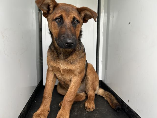 Enlarge A251031, a Adoptable mixed breed in Visalia, CA image 1/1