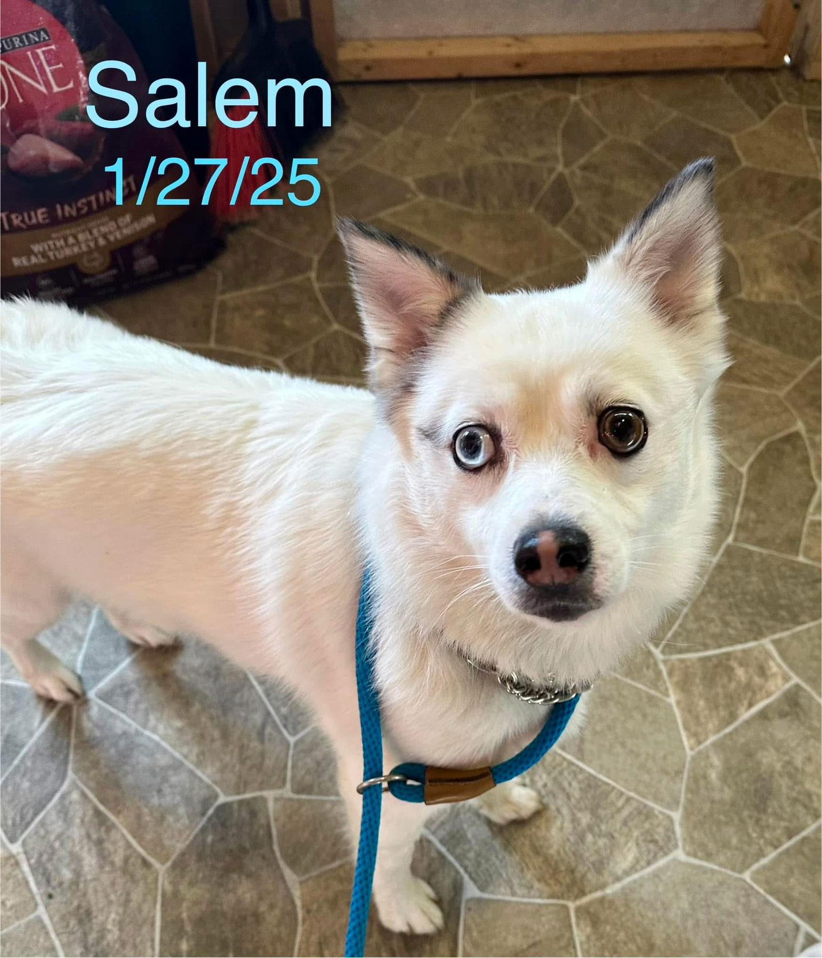 Sailor, Adoptable, Young Male Pomeranian & Australian Terrier.