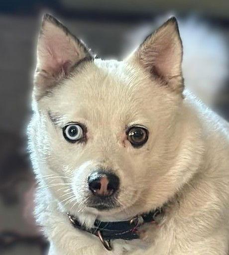 Sailor, a Adoptable mixed breed in Berlin, MD image 2/3