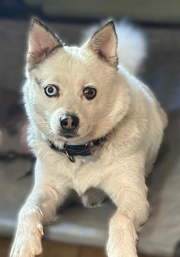 Sailor, a Adoptable mixed breed in Berlin, MD image 3/3
