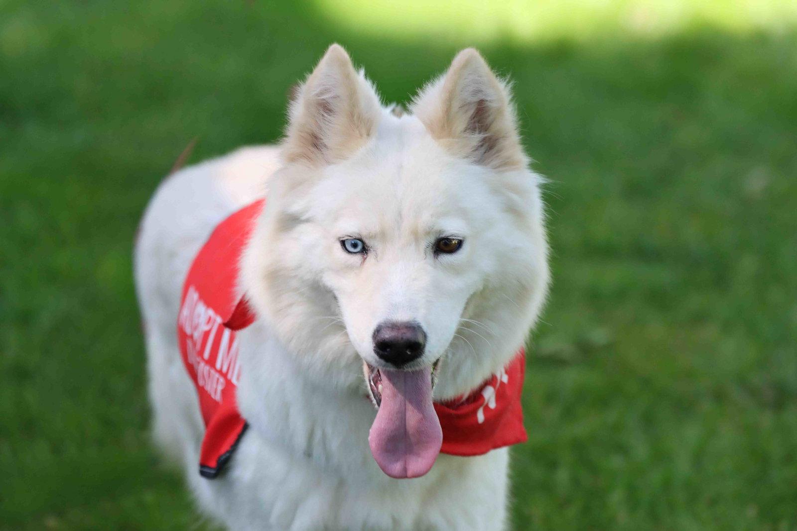 Renee, Adoptable, Adult Female Siberian Husky.