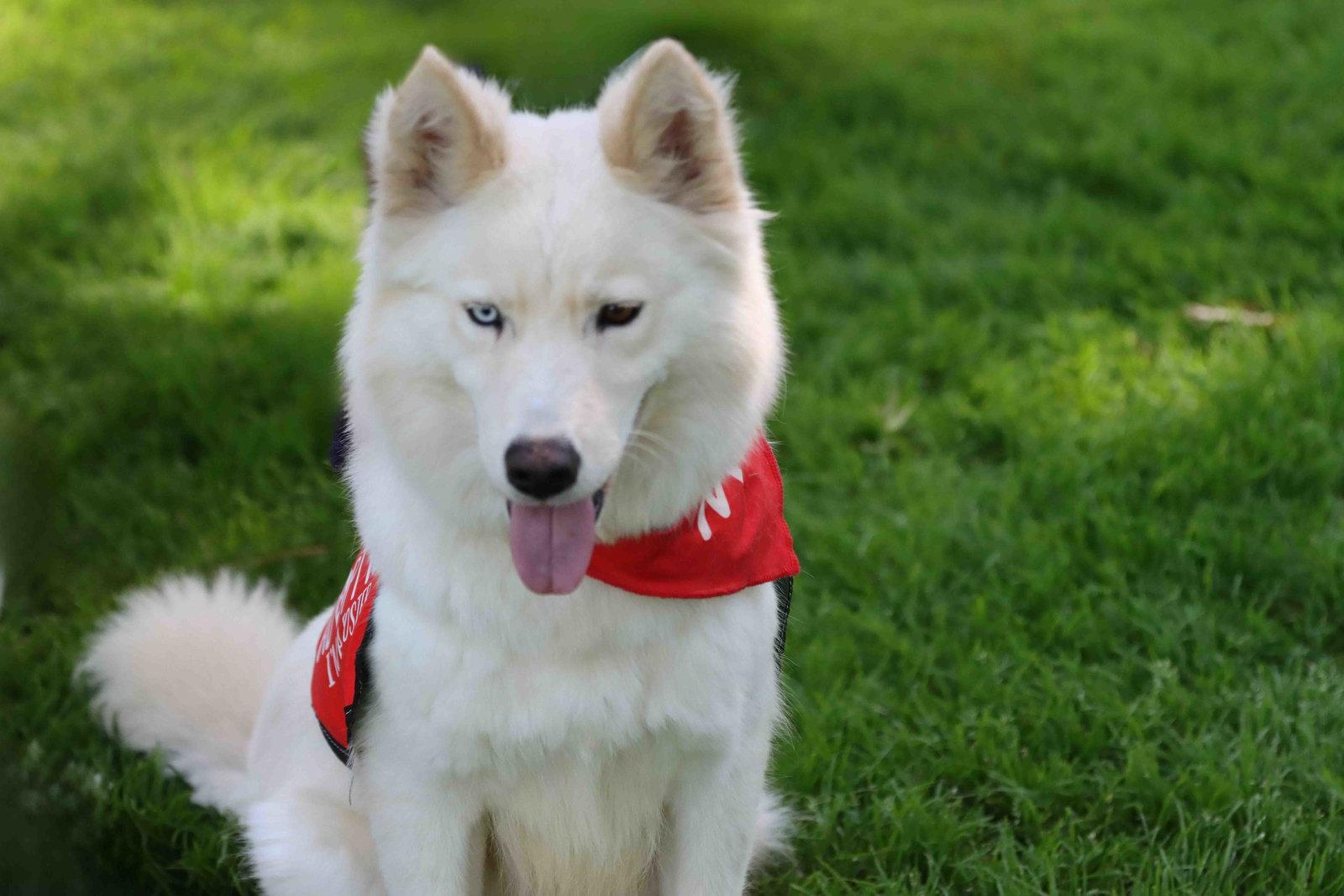 Renee, a Adoptable Siberian Husky in Walnut Creek, CA image 2/3