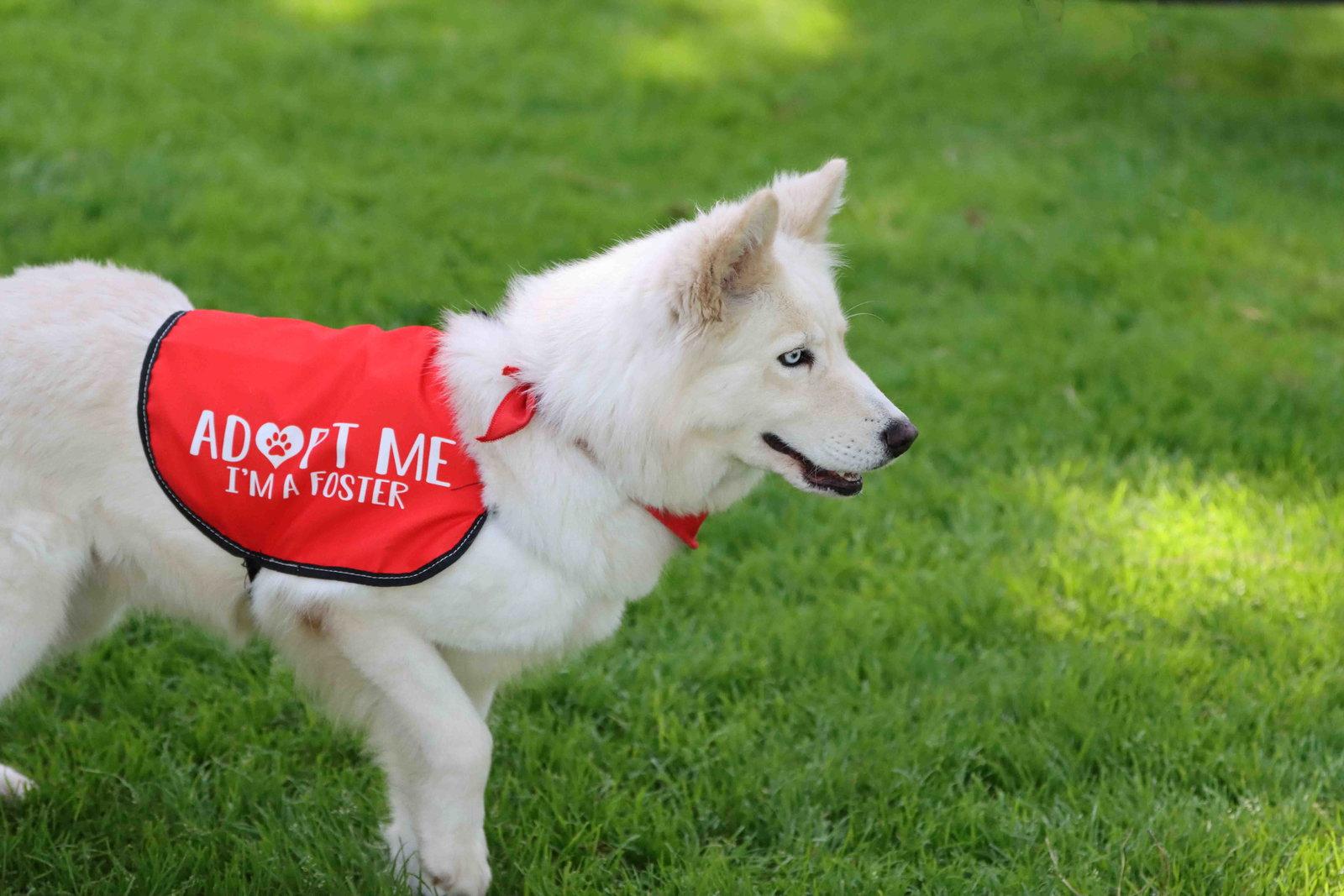 Renee, a Adoptable Siberian Husky in Walnut Creek, CA image 3/3