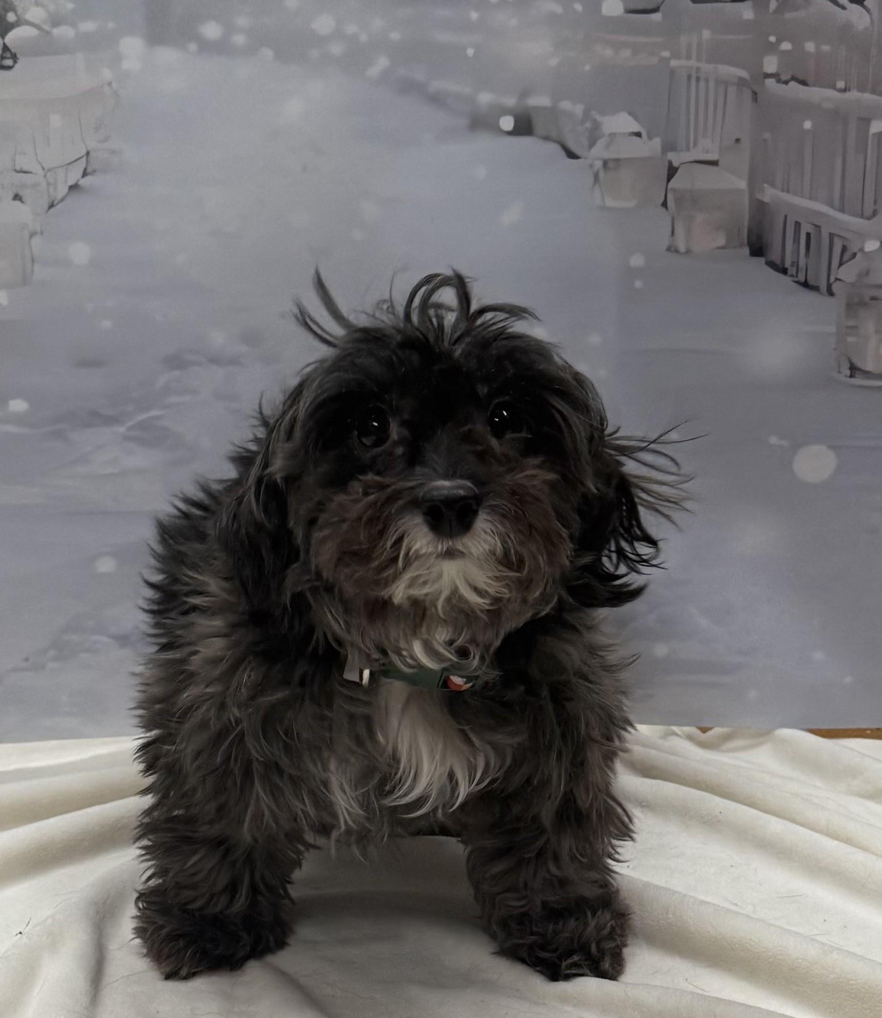 Enlarge Baby Girl, a ADOPTABLE mixed breed in Albany, NY image 5/6