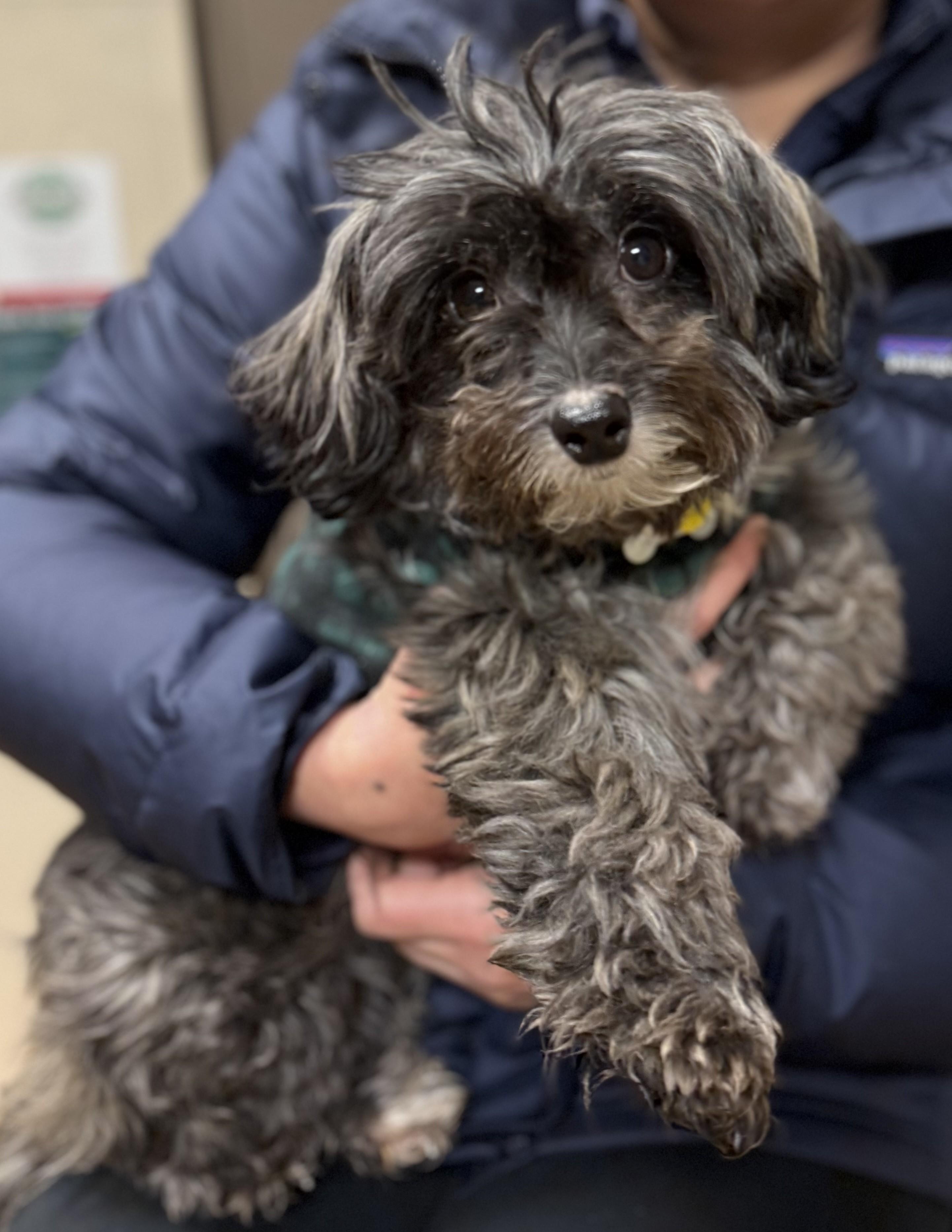 Enlarge Baby Girl, a ADOPTABLE mixed breed in Albany, NY image 6/6