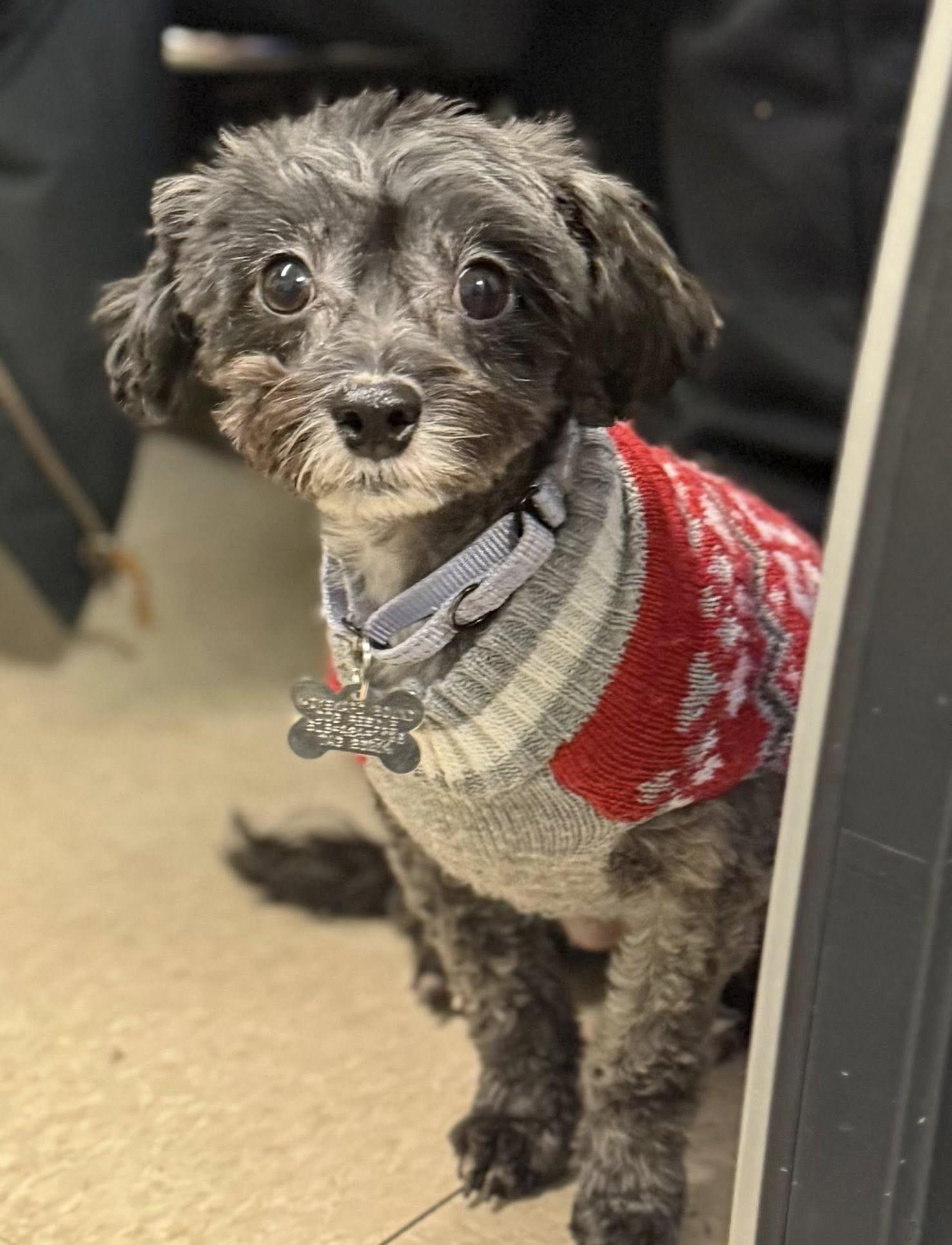 Enlarge Baby Girl, a ADOPTABLE mixed breed in Albany, NY image 2/6