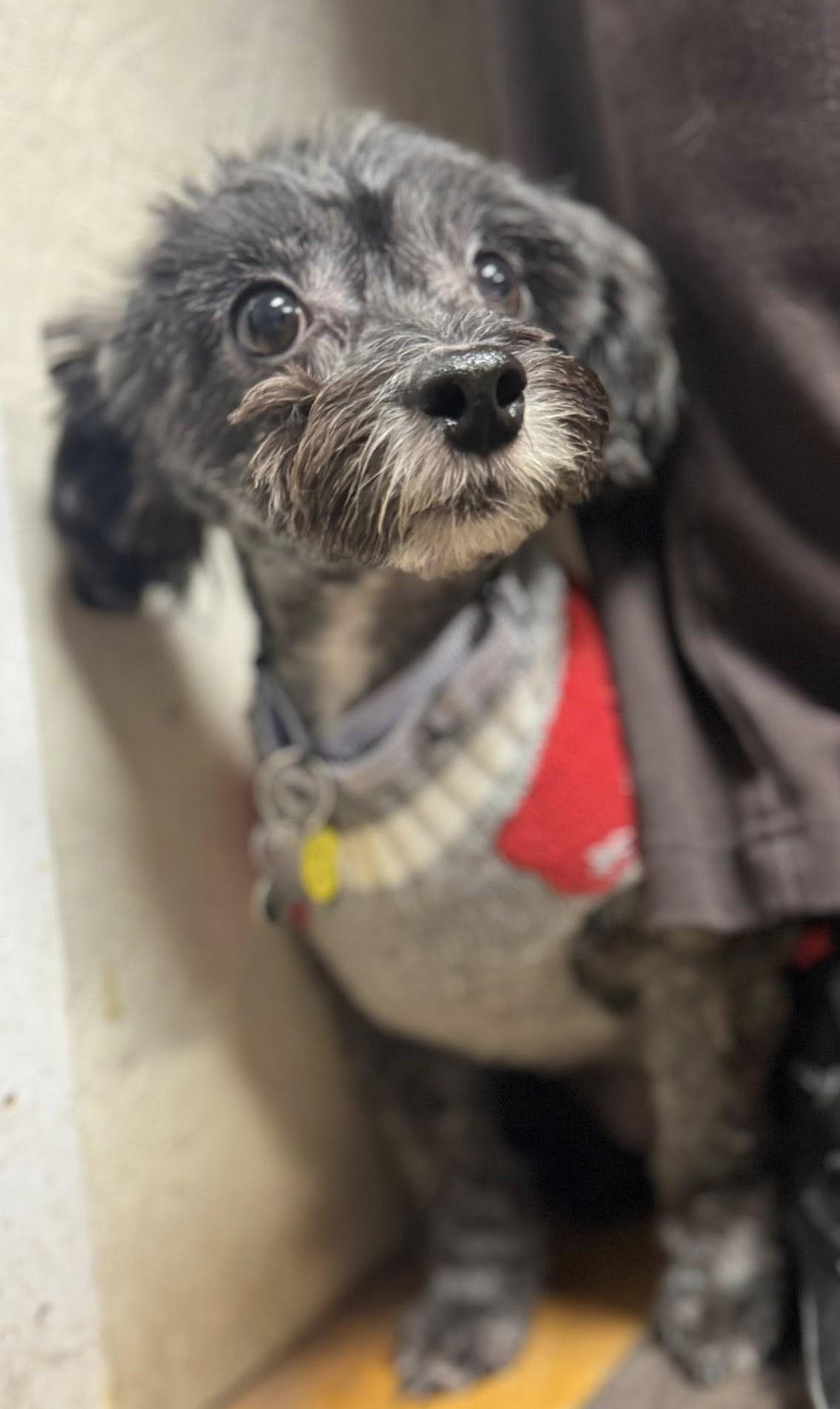 Enlarge Baby Girl, a ADOPTABLE mixed breed in Albany, NY image 3/6