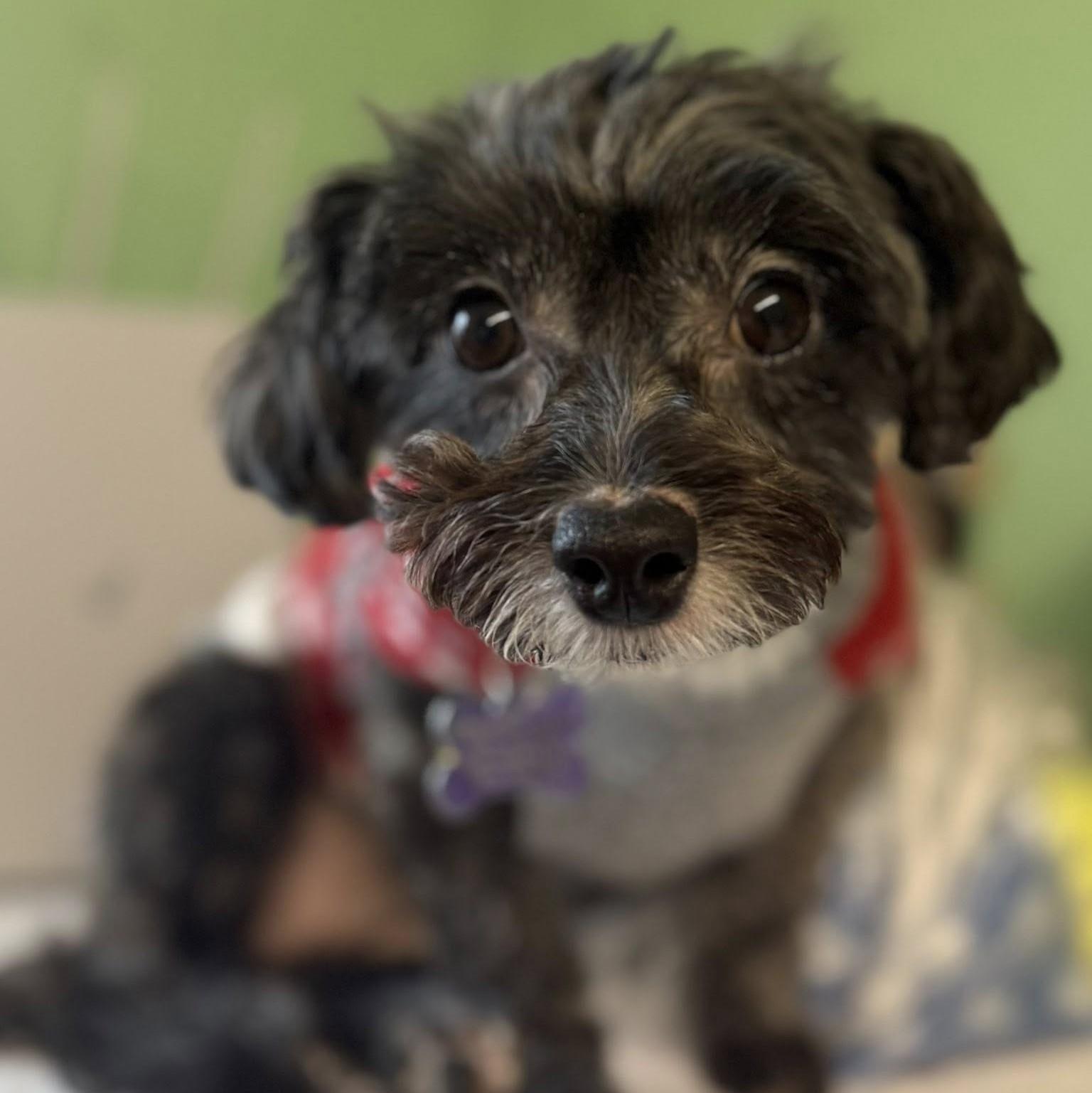 Baby Girl, ADOPTABLE, Young Female Yorkshire Terrier & Poodle.