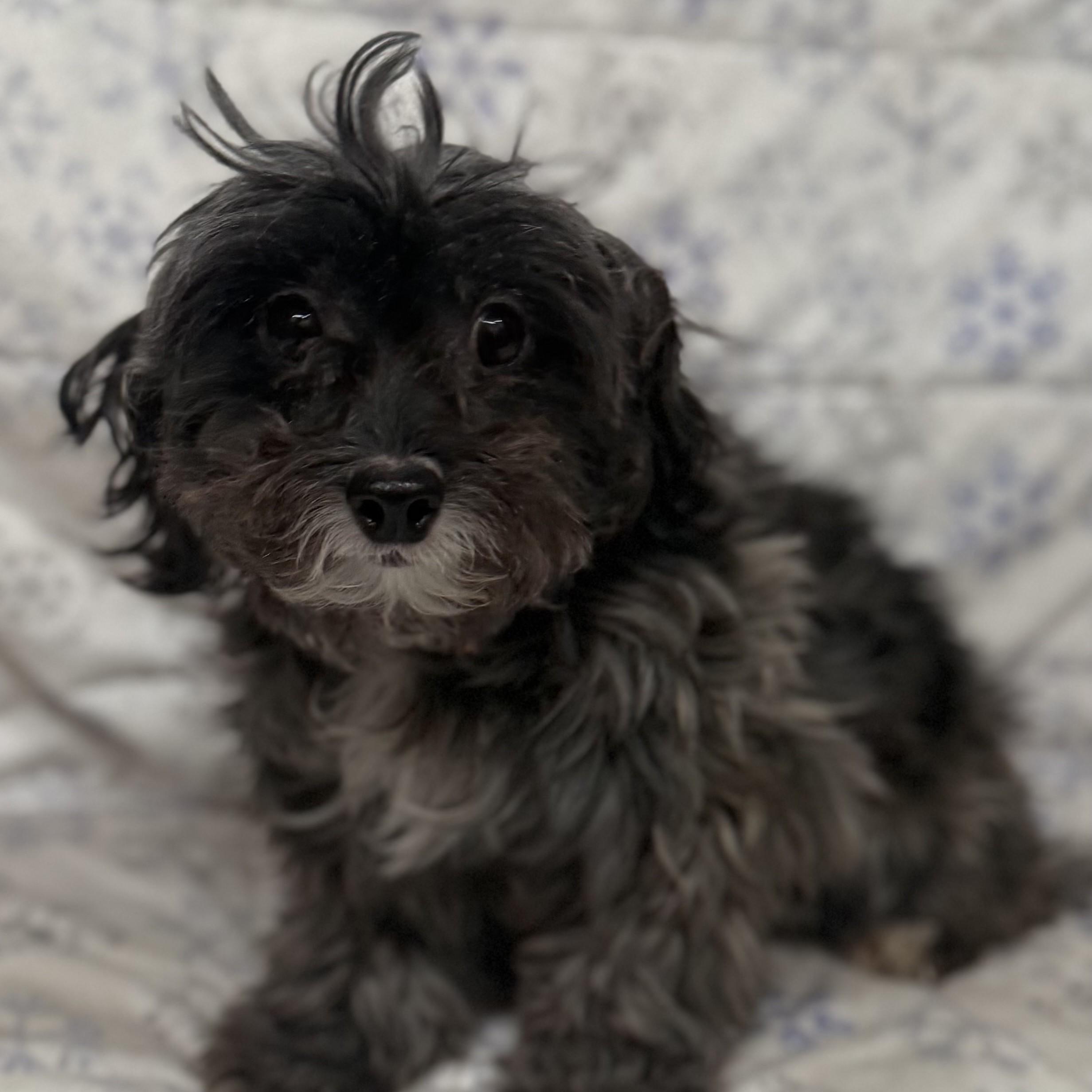 Enlarge Baby Girl, a ADOPTABLE mixed breed in Albany, NY image 4/6